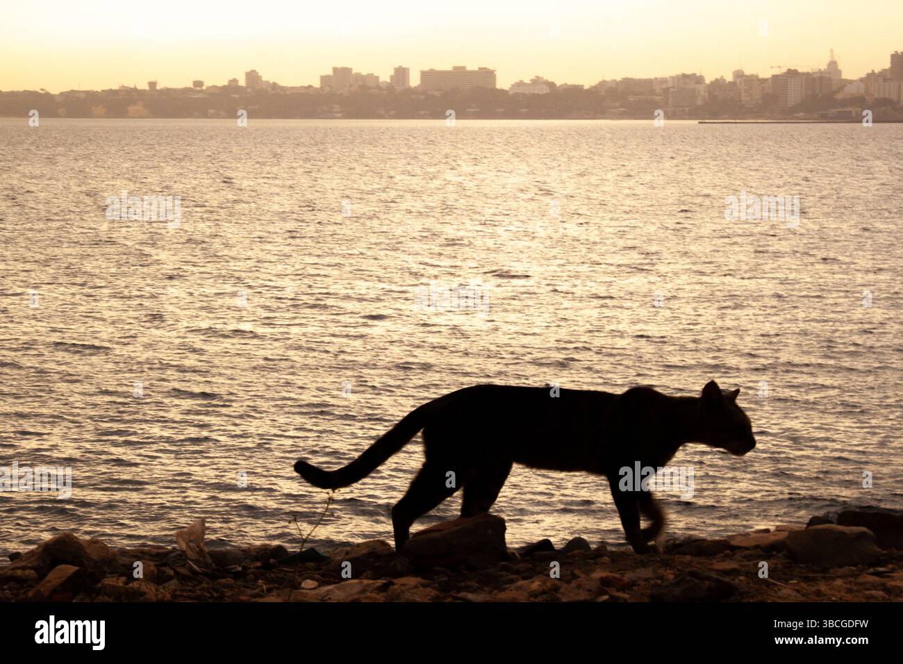 Chat marchant à l'océan avec l'horizon de Dakar en arrière-plan Banque D'Images