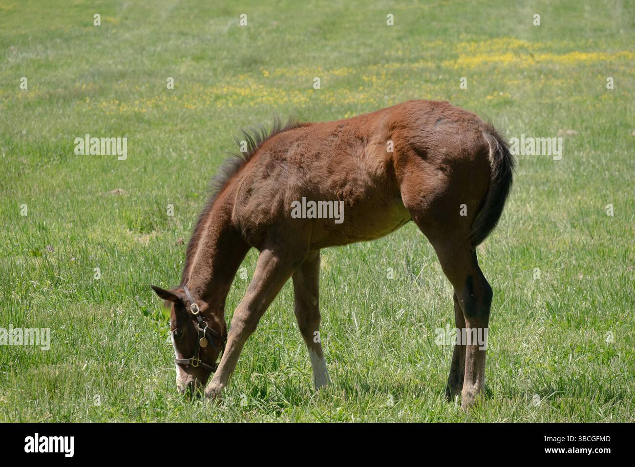 Un jeune poulain profite d'une journée ensoleillée, pâturant paisiblement dans une prairie verdoyante parsemée de fleurs sauvages jaunes, capturant un moment serein de la vie rurale. Banque D'Images