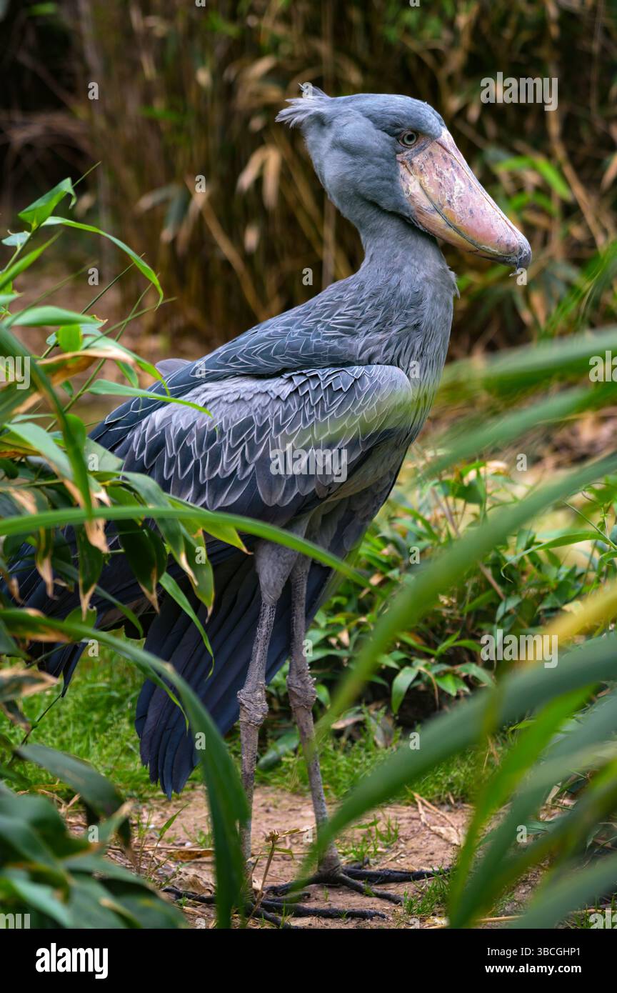 Portrait intégral d'une cigogne Shoebill dans la végétation des terres humides Banque D'Images Portrait intégral d'une cigogne Shoebill dans la végétation des terres humides Banque D'Images
