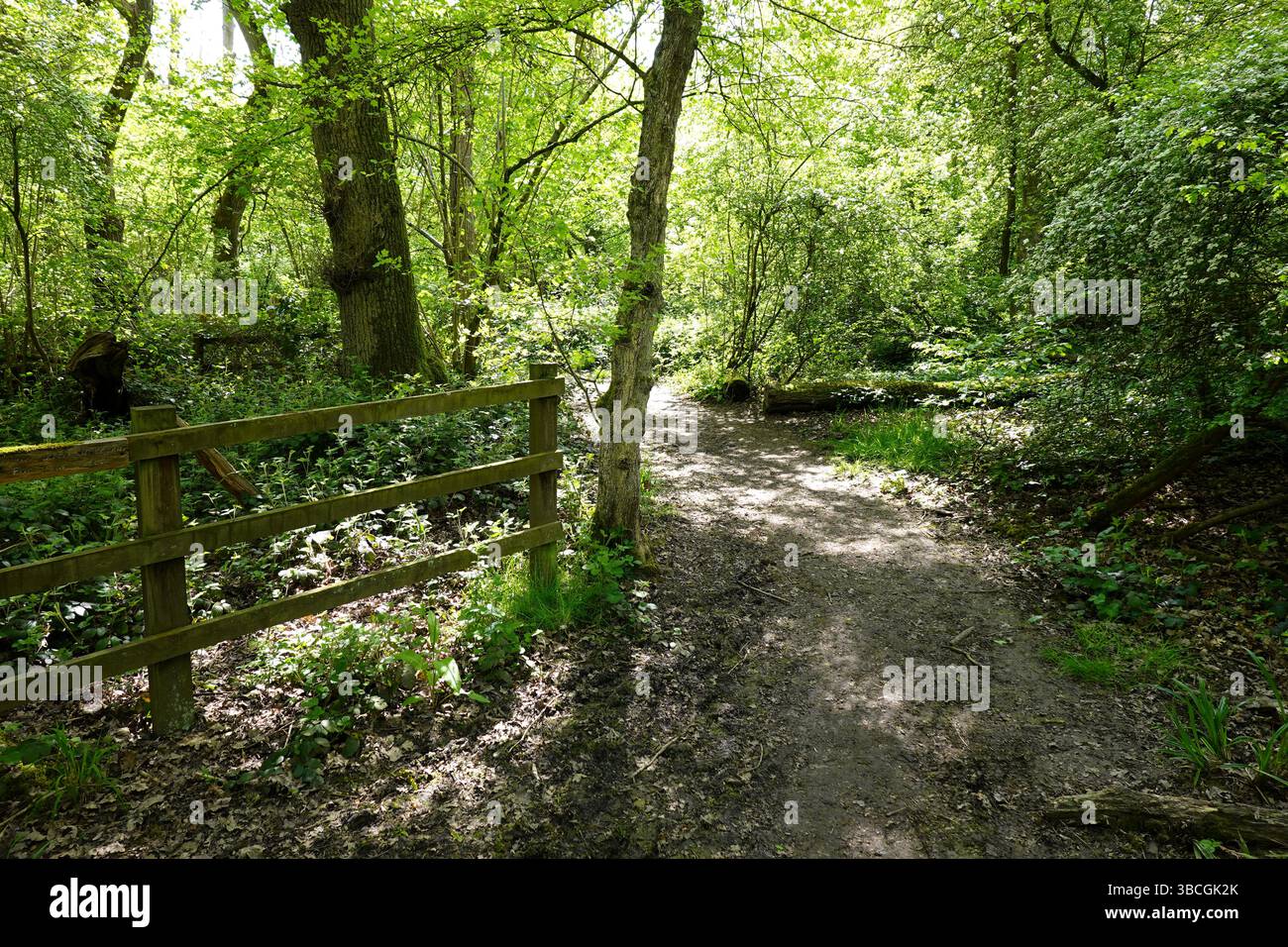 Swineshead Wood, Bedfordshire, Angleterre, Royaume-Uni - site d'intérêt scientifique spécial géré par Woodland Trust. Bois humide contenant des chênes et des frênes Banque D'Images