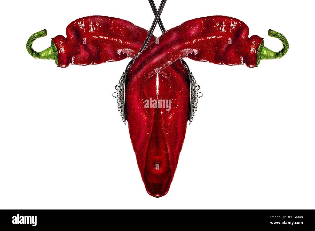 Deux poivrons rouges en miroir, isolés sur blanc Banque D'Images