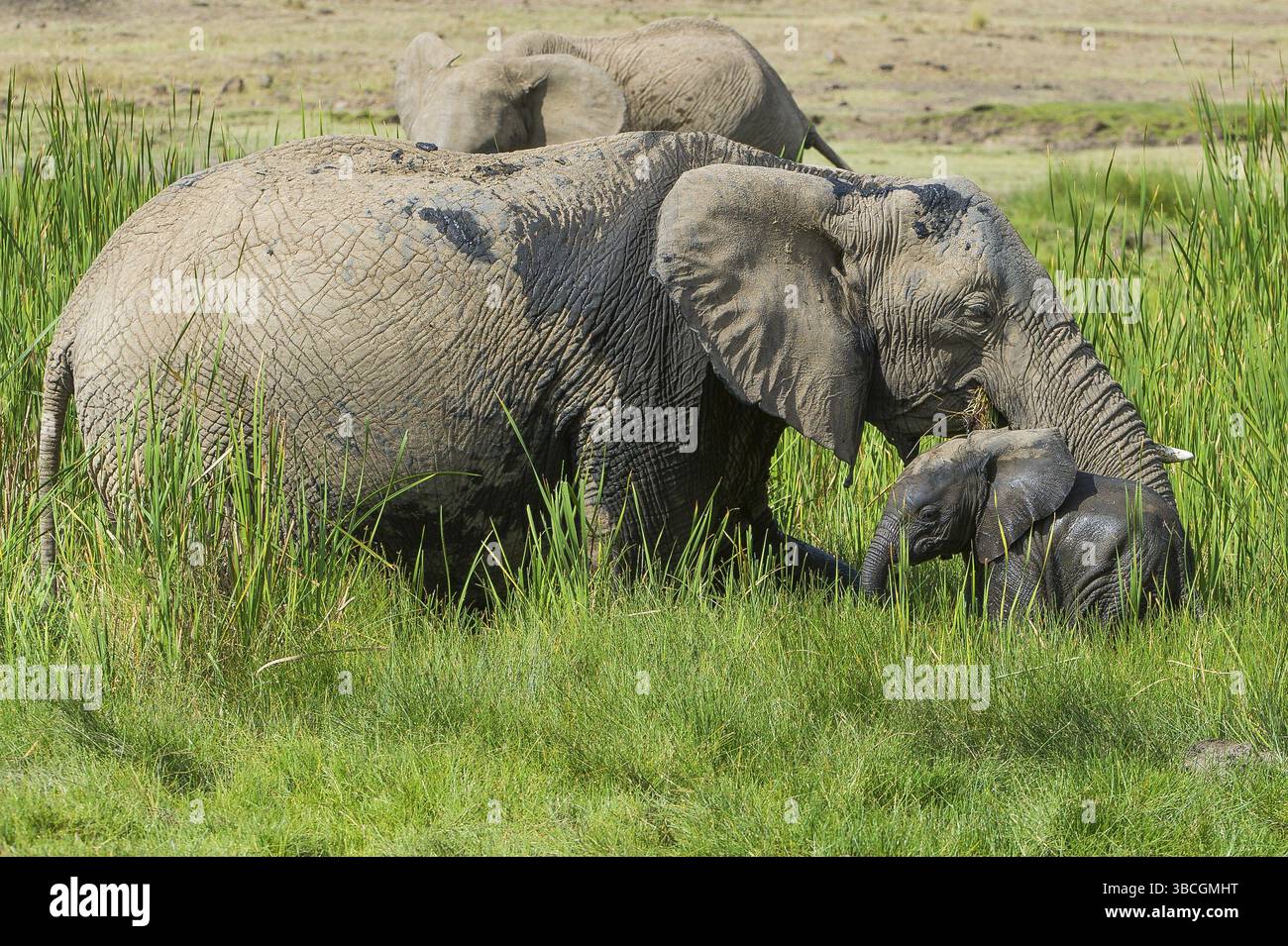 Afrique, africain, afrikanischer elefant, animal, animaux, art, fond, grand, oiseau, noir, dessin animé, personnage, cirque, clip, conception, dessin, elefant Banque D'Images