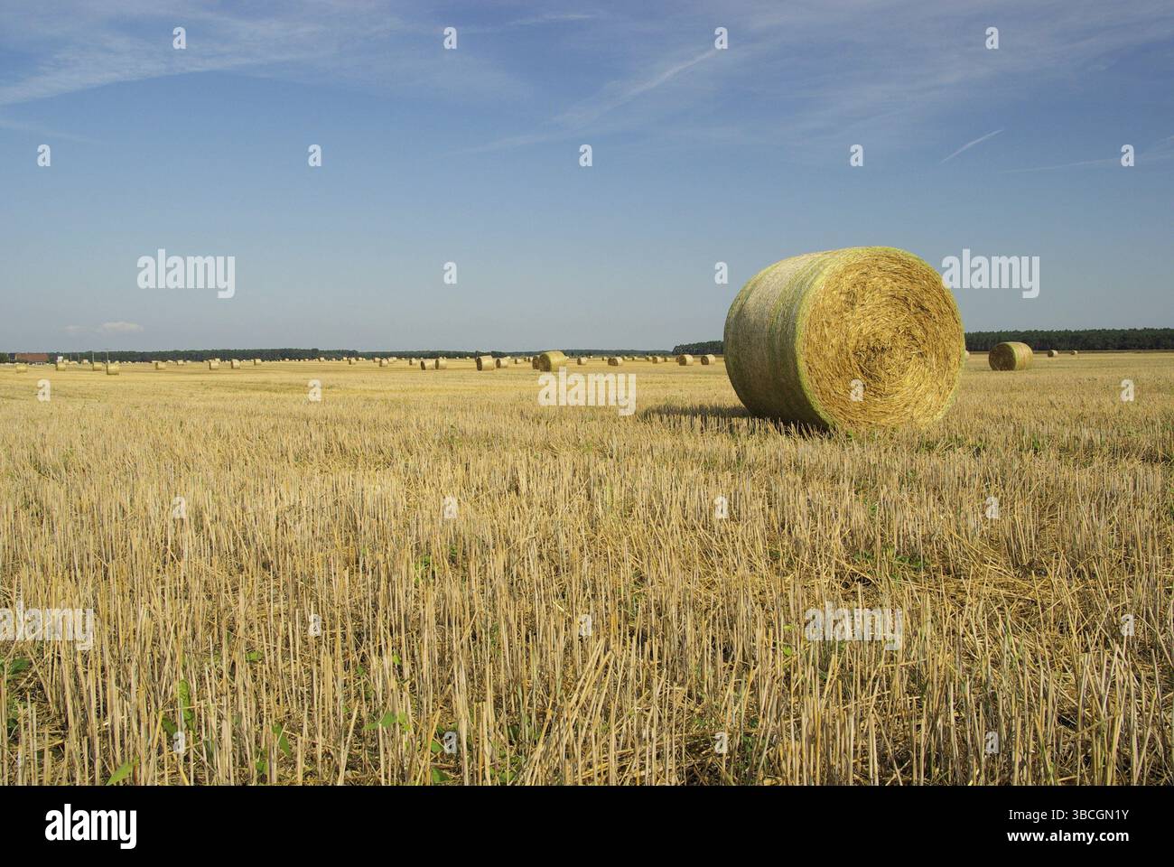 Balle de paille, balle de paille Banque D'Images