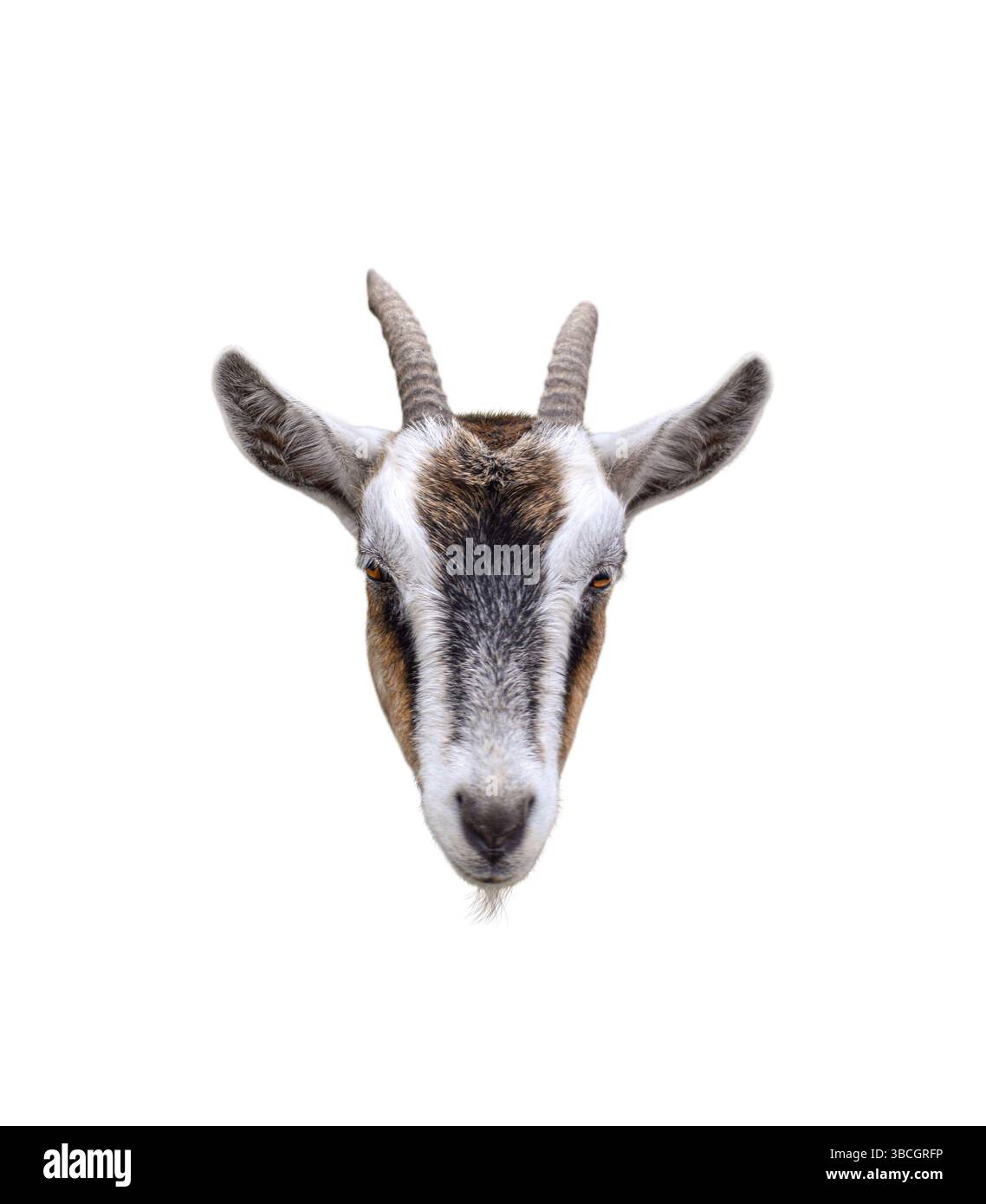 Tête de chèvre avec cornes découpe isolée sur blanc Banque D'Images