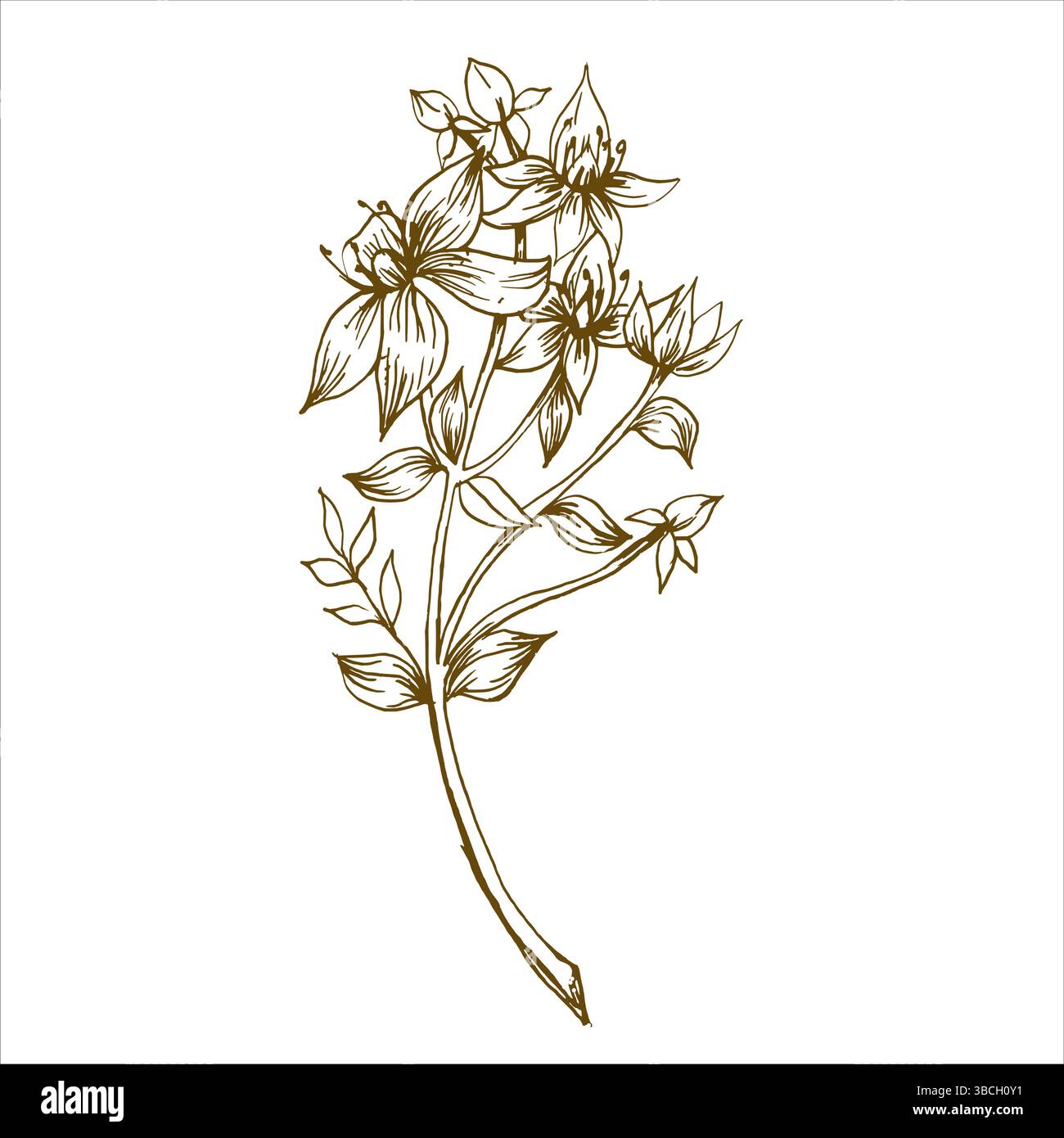Herb floral encre graphique illustration de la tige de fleur de Saint John Wort. Dessin de ligne d'herbe médicale dessiné à la main, peinture d'élément botanique de champ de gravure pour Illustration de Vecteur