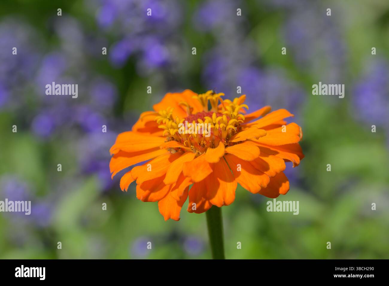 Fleur de Zinnia orange contrastée avec fond floral vert et violet, dans un jardin d'été ensoleillé Banque D'Images