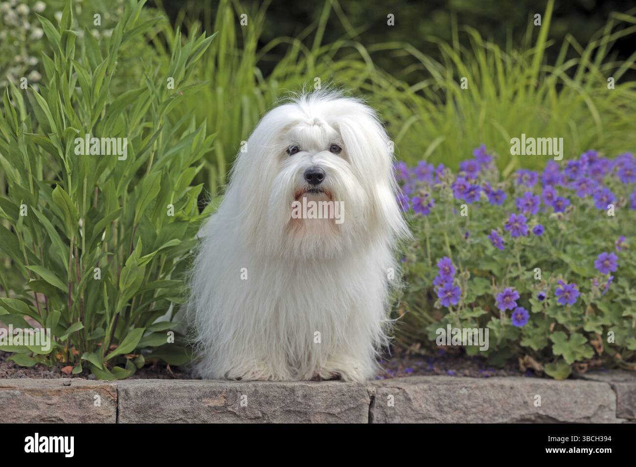 Coton de Tulear, chien de coton Banque D'Images