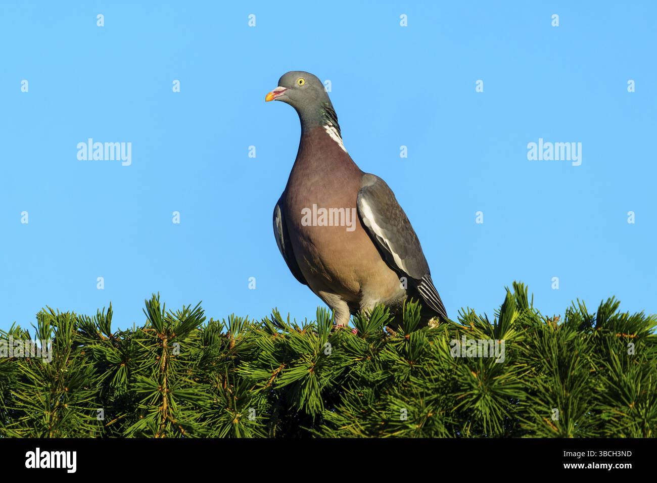 Pigeon debout sur un conifère devant un ciel bleu clair, pigeon de bois (Columba palumbus), faune, Allemagne, Europe Banque D'Images Pigeon debout sur un conifère devant un ciel bleu clair, pigeon de bois (Columba palumbus), faune, Allemagne, Europe Banque D'Images