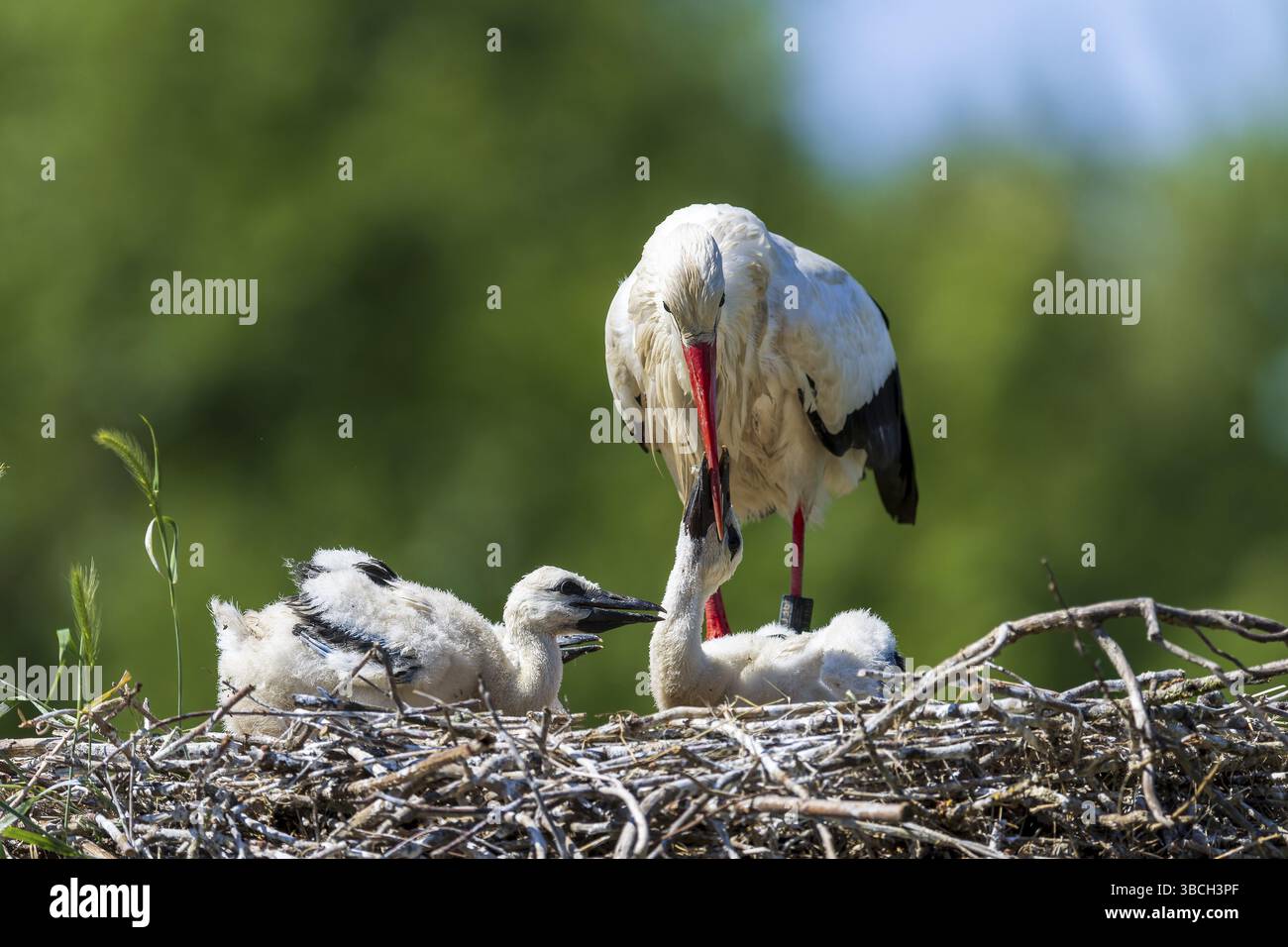 La cigogne prend tendrement soin de ses poussins dans le nid, cigogne blanche (Ciconia ciconia), faune, Allemagne, Europe Banque D'Images