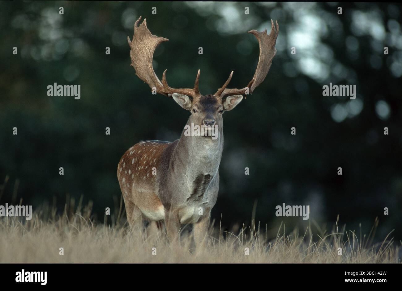 Cerf en jachère, mâle, cerf en jachère (Dama dama), mâle Banque D'Images