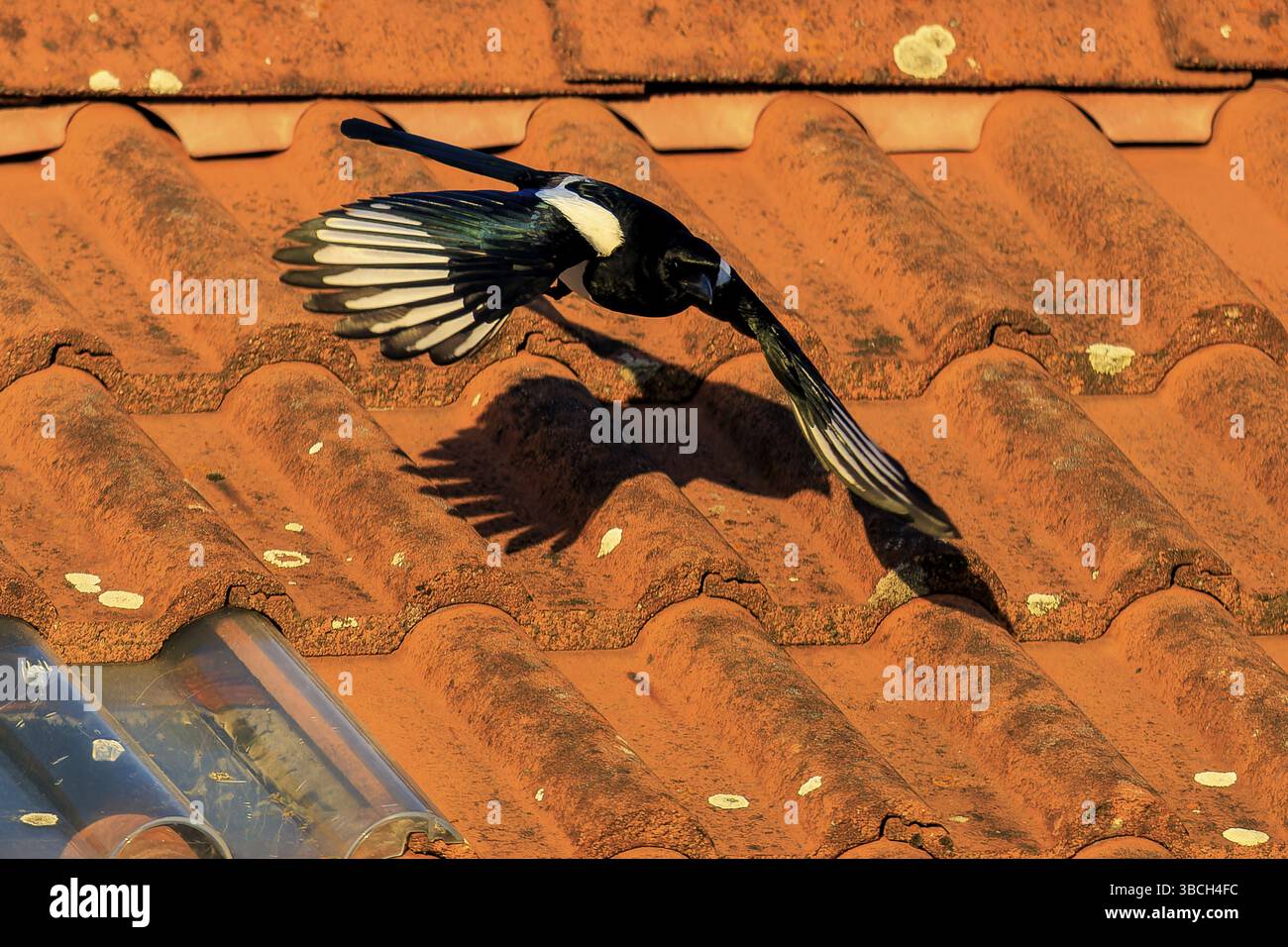 Une pie déploie ses ailes sur le toit de couleur terre cuite, ombre claire visible, faune Magpie (Pica pica), Allemagne, Europe Banque D'Images