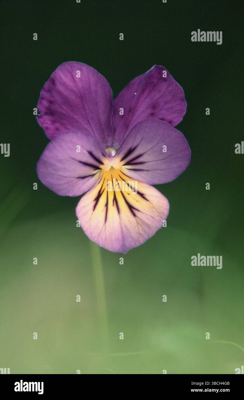 Pensées sauvages (Viola tricolor), Angleterre du Nord Banque D'Images