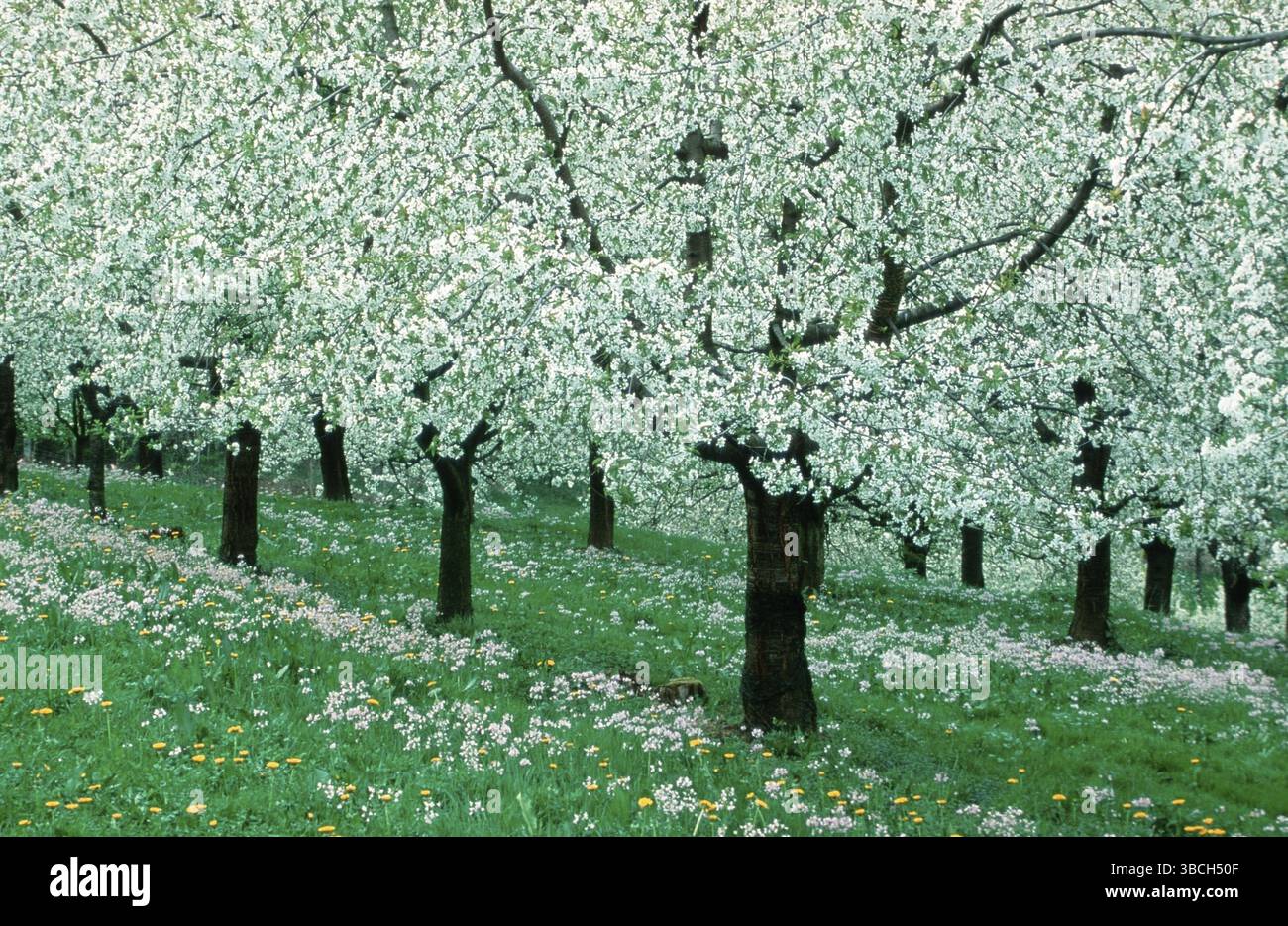 Plantation de cerises au printemps, Hesse, plantation de cerises au printemps, arbre à feuilles caduques, arbres à feuilles caduques, arbre fruitier, cultures, paysages, culture agricole Banque D'Images