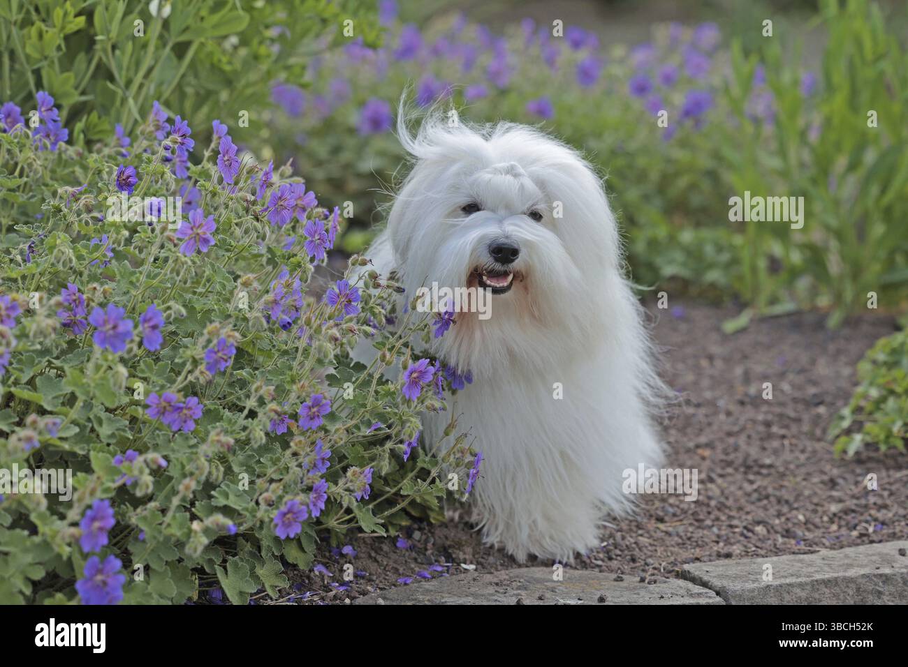 Coton de Tulear, chien de coton Banque D'Images