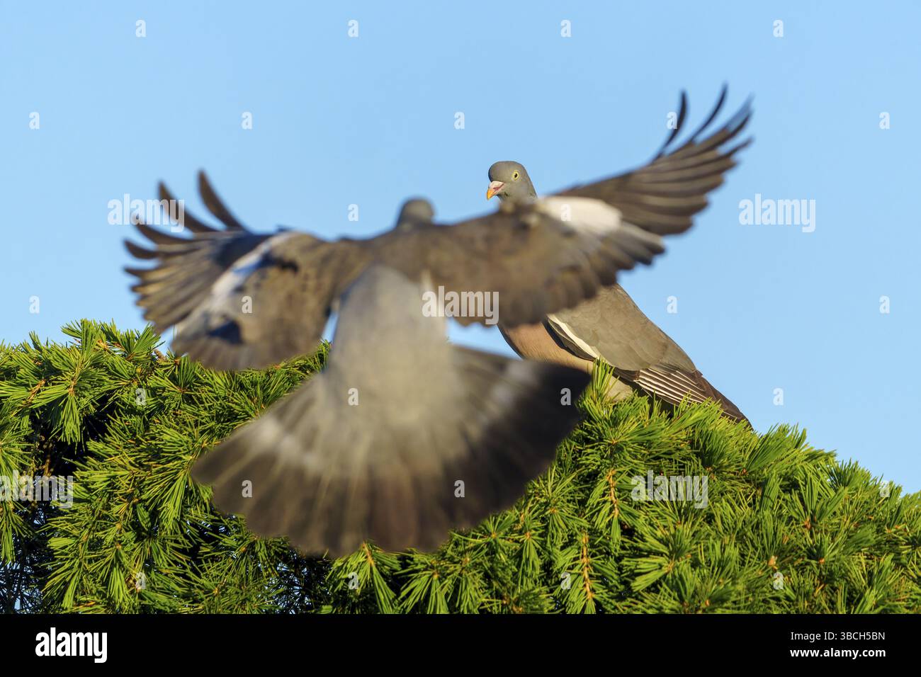 Deux pigeons sur un conifère, un approchant, devant un ciel bleu, pigeon de bois (Columba palumbus), faune, Allemagne, Europe Banque D'Images Deux pigeons sur un conifère, un approchant, devant un ciel bleu, pigeon de bois (Columba palumbus), faune, Allemagne, Europe Banque D'Images