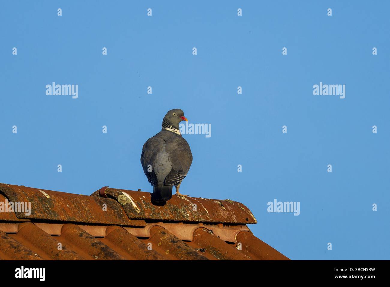 Pigeon assis sur un toit de tuiles devant un ciel bleu clair, pigeon de bois (Columba palumbus), faune, Allemagne, Europe Banque D'Images Pigeon assis sur un toit de tuiles devant un ciel bleu clair, pigeon de bois (Columba palumbus), faune, Allemagne, Europe Banque D'Images