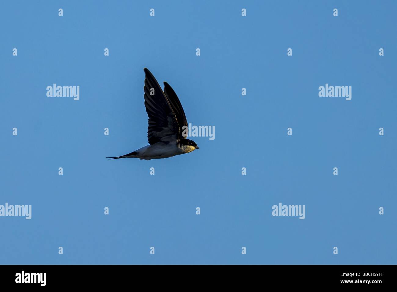 Oiseau aux ailes sombres volant dans le ciel bleu, Maison Martin (Delichon urbicum, Syn. : Delichon urbica), faune, Allemagne, Europe Banque D'Images