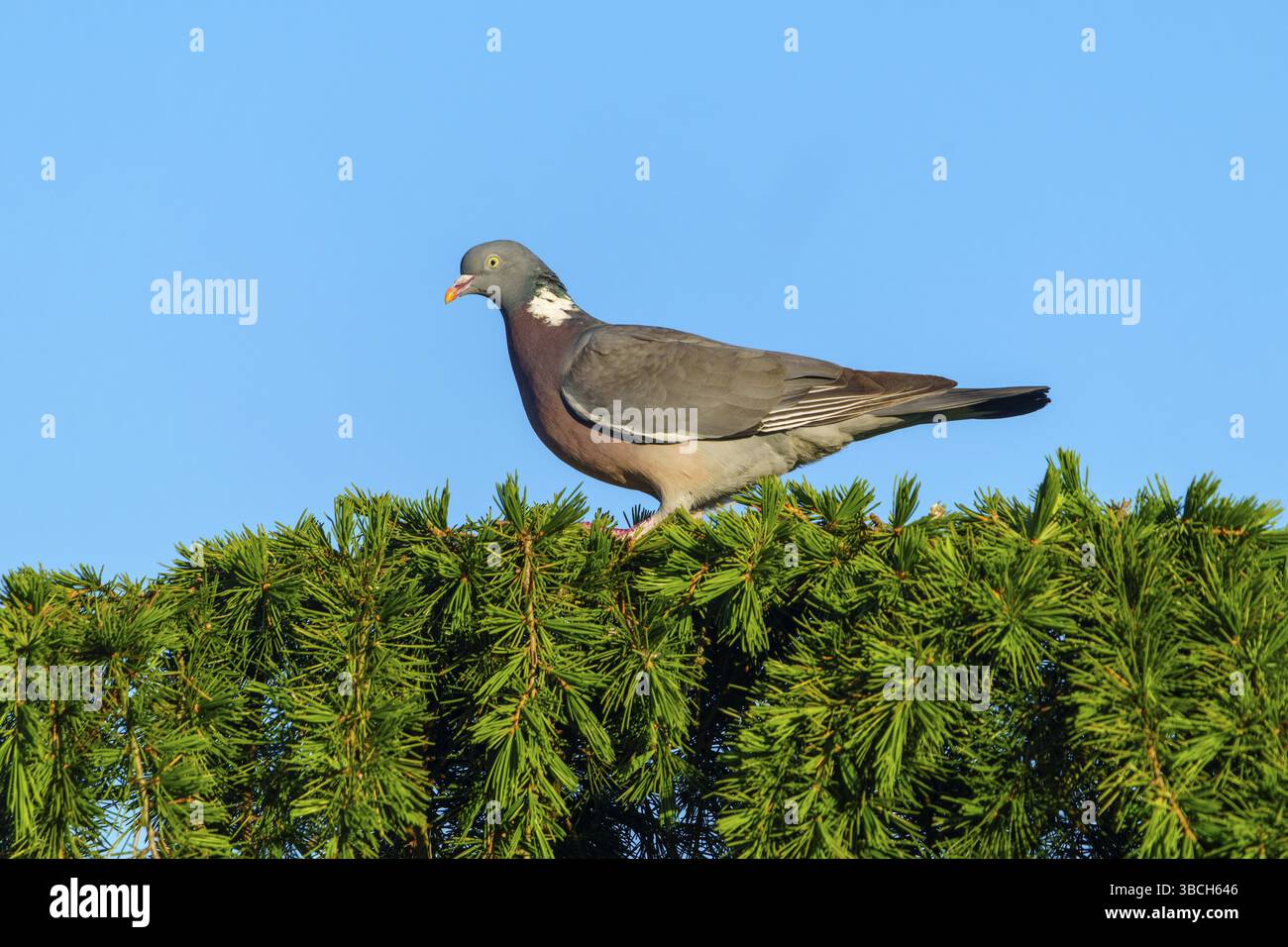 Pigeon sur un conifère vert avec un ciel bleu clair en arrière-plan, pigeon des bois (Columba palumbus), faune, Allemagne, Europe Banque D'Images Pigeon sur un conifère vert avec un ciel bleu clair en arrière-plan, pigeon des bois (Columba palumbus), faune, Allemagne, Europe Banque D'Images
