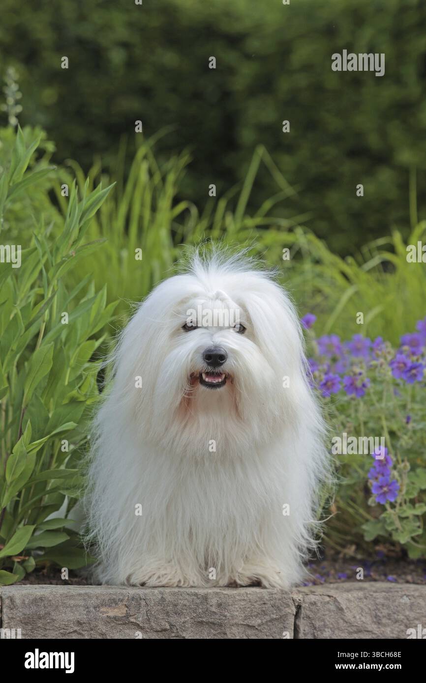 Coton de Tulear, chien de coton Banque D'Images