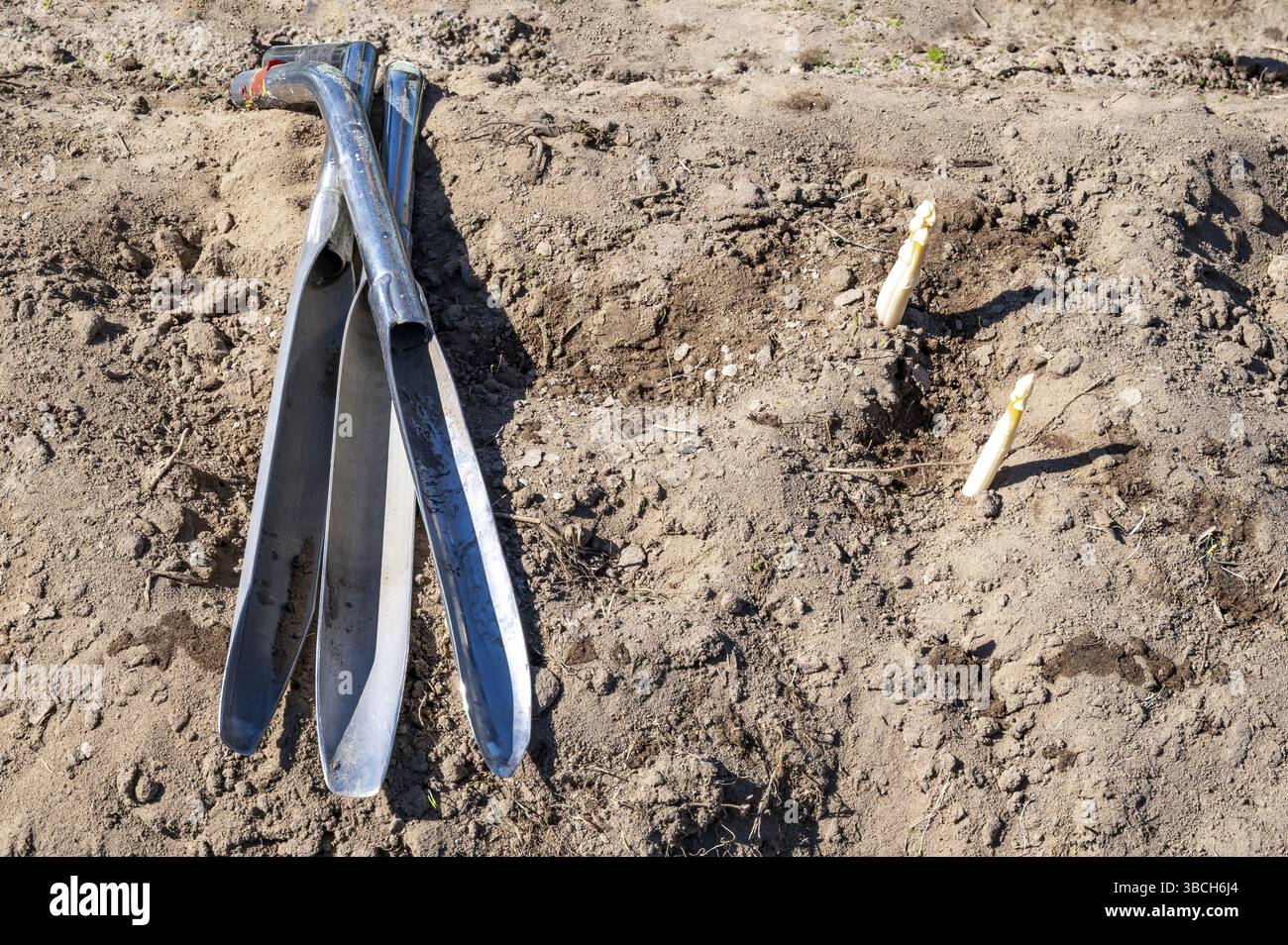 Les outils du métier pour la récolte des asperges : un cueilleur d'asperges à côté des pointes d'asperges qui sortent du sol, ferme des Sables blancs, cache Banque D'Images