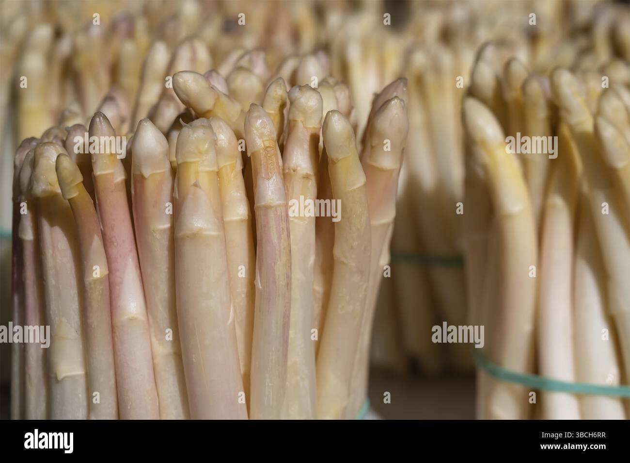 Les asperges blanches du département sont une spécialité protégée par les IGP du sud-ouest de la France, ferme des Sables blancs, cachen, Landes depar Banque D'Images