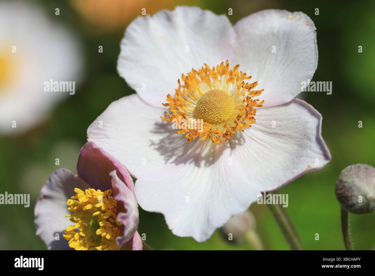Fleur d'anémone japonaise en fleurs (actinia) gros plan Banque D'Images