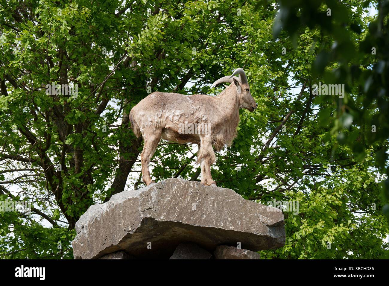 Un mouton nord-africain de la famille des ongulés est debout sur des pierres entre les arbres. Animaux dans le zoo. Banque D'Images