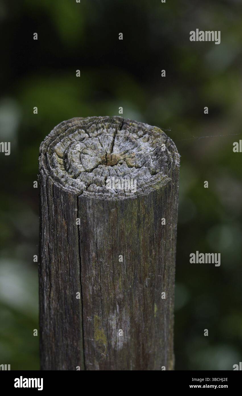 Grain fin patiné Banque D'Images