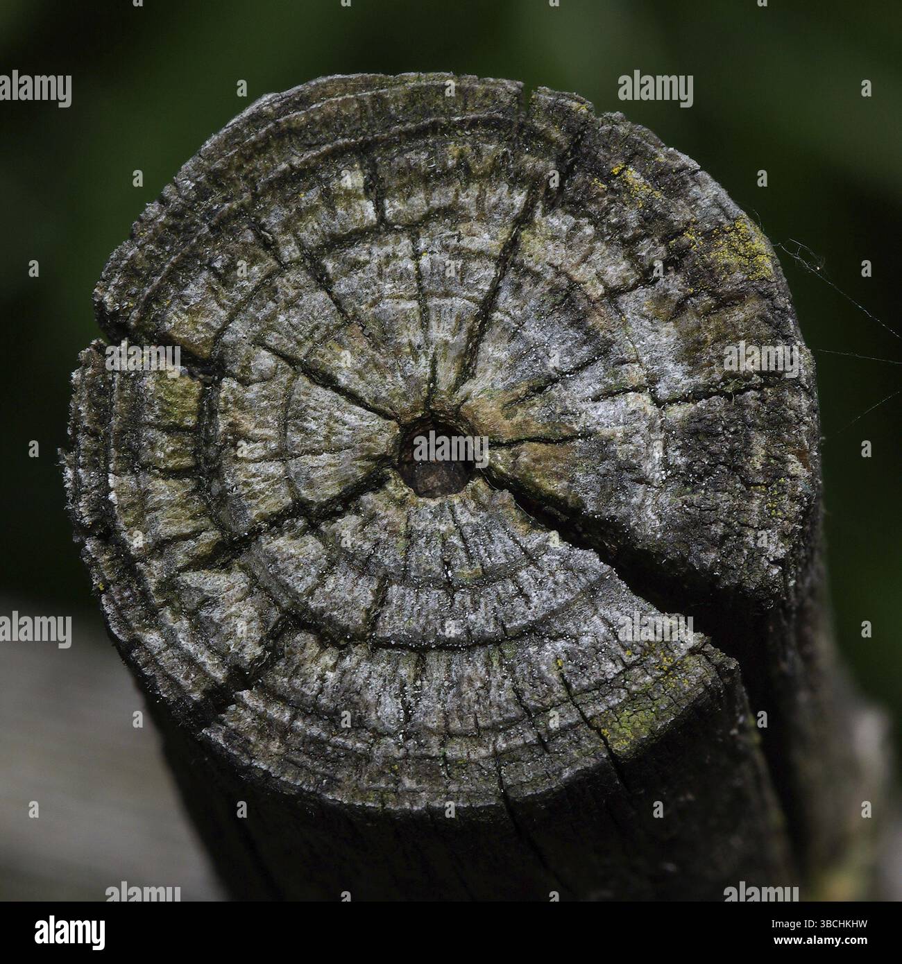 Grain fin patiné Banque D'Images