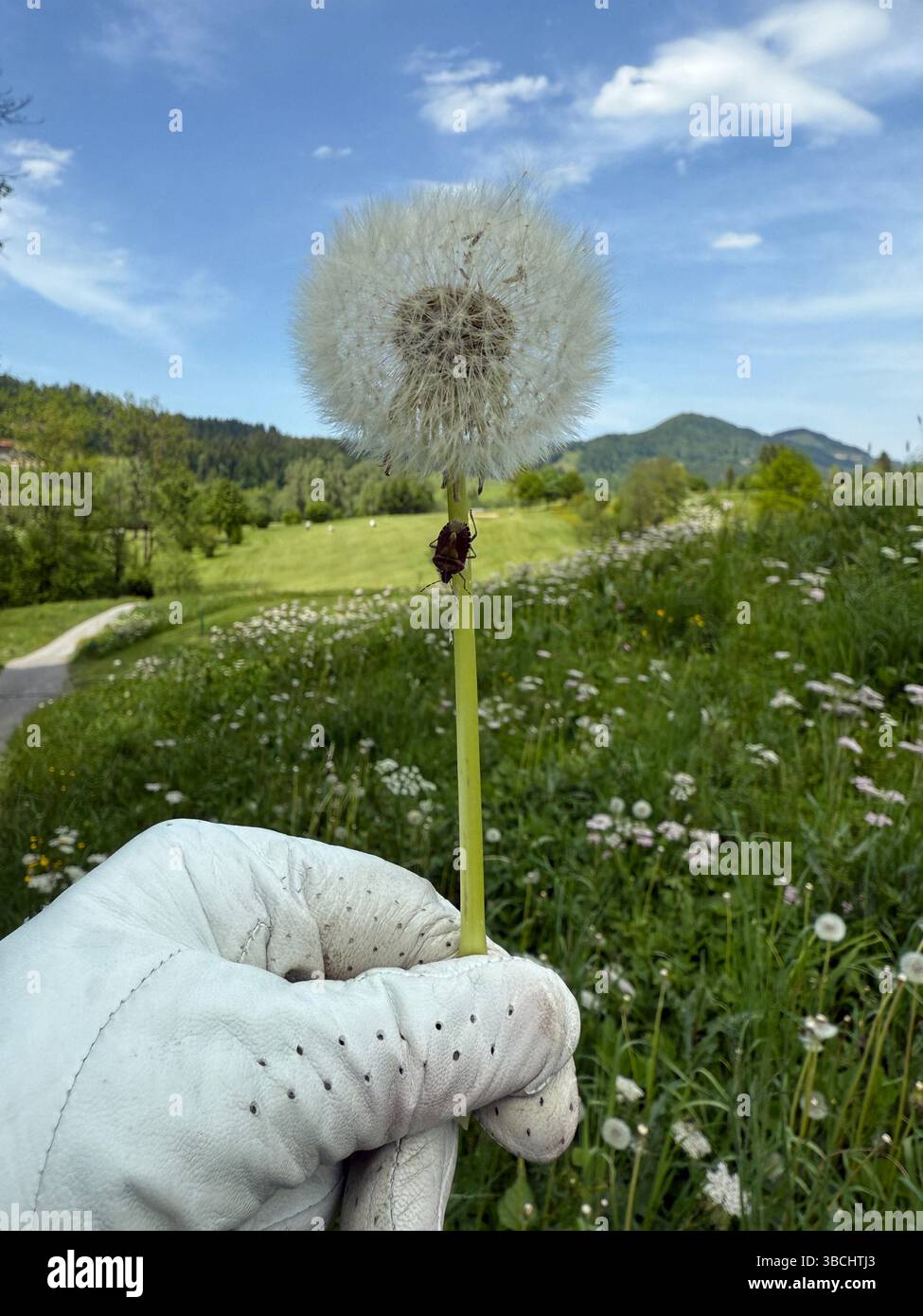 Dandelion Meets Golf course - Image de stock capturée avec un smartphone