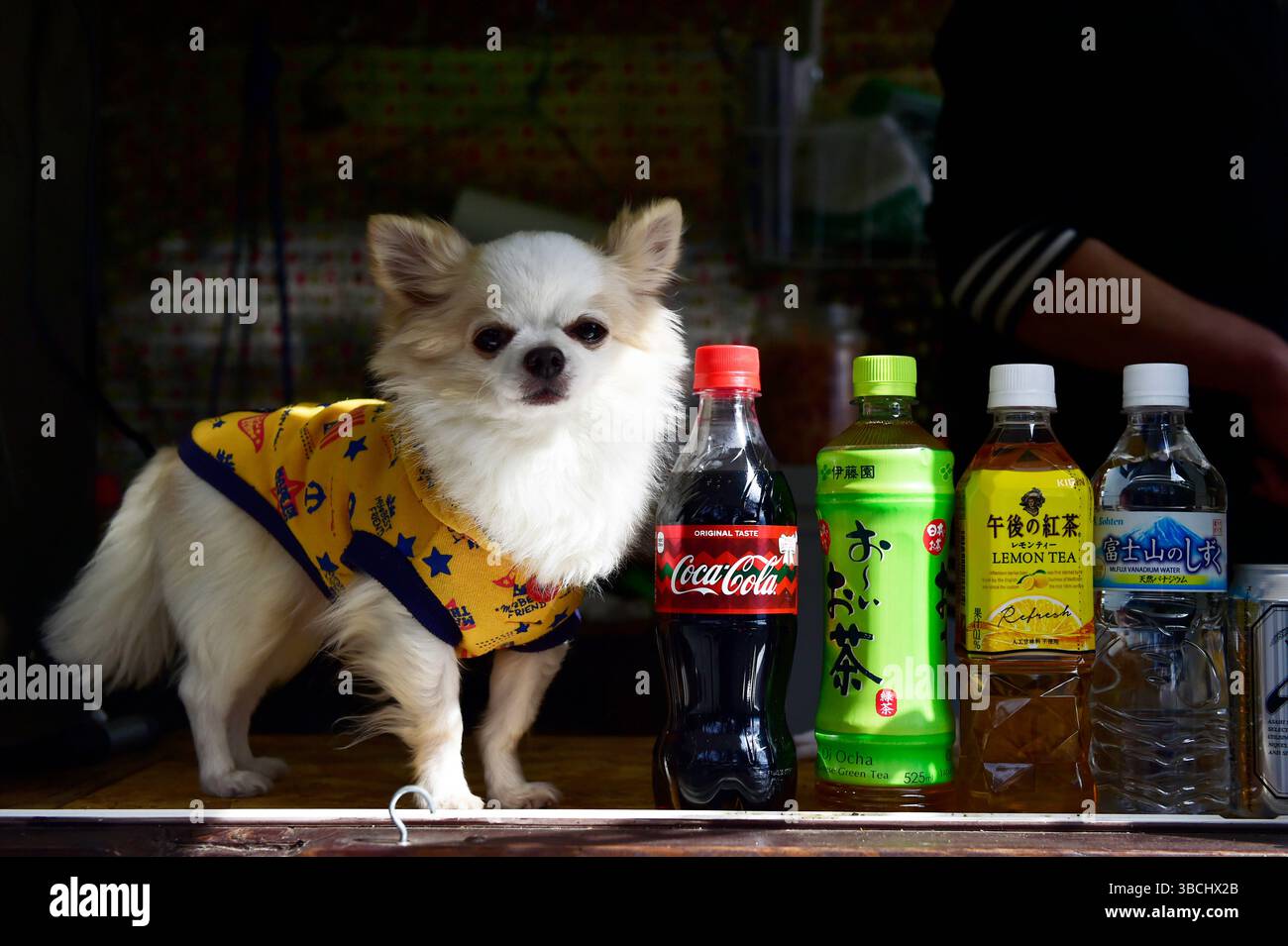 Un chien portant des yukata japonais, Japon, Asie. Banque D'Images