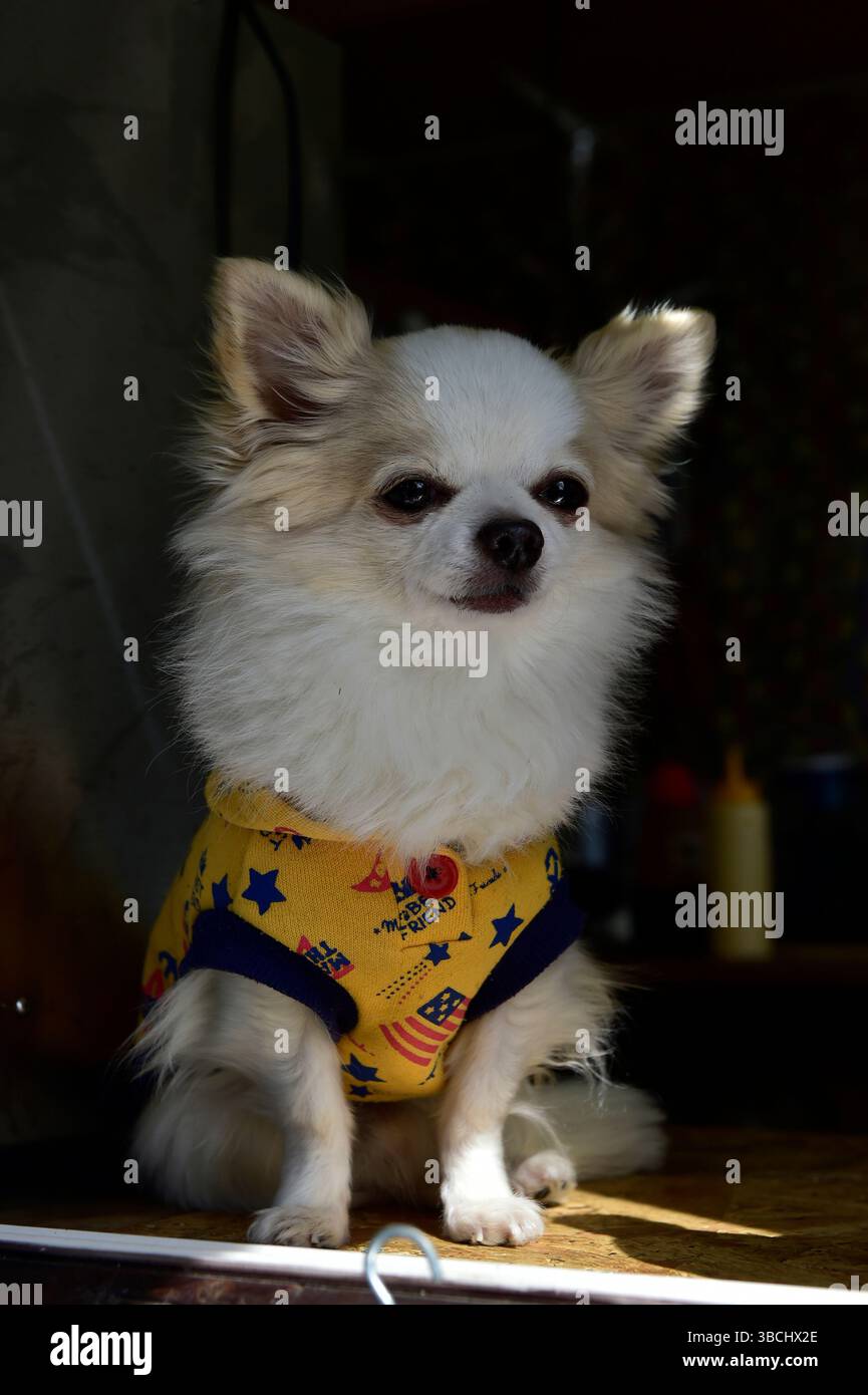 Un chien portant des yukata japonais, Japon, Asie. Banque D'Images