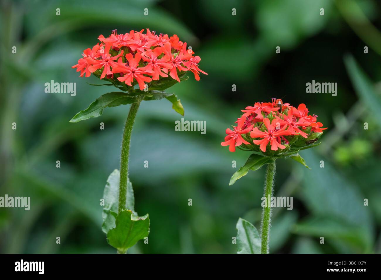 Silene chalcedonica, croix maltaise, rose commune campion, fleurs rouge vif dans des têtes compactes et bombées Banque D'Images