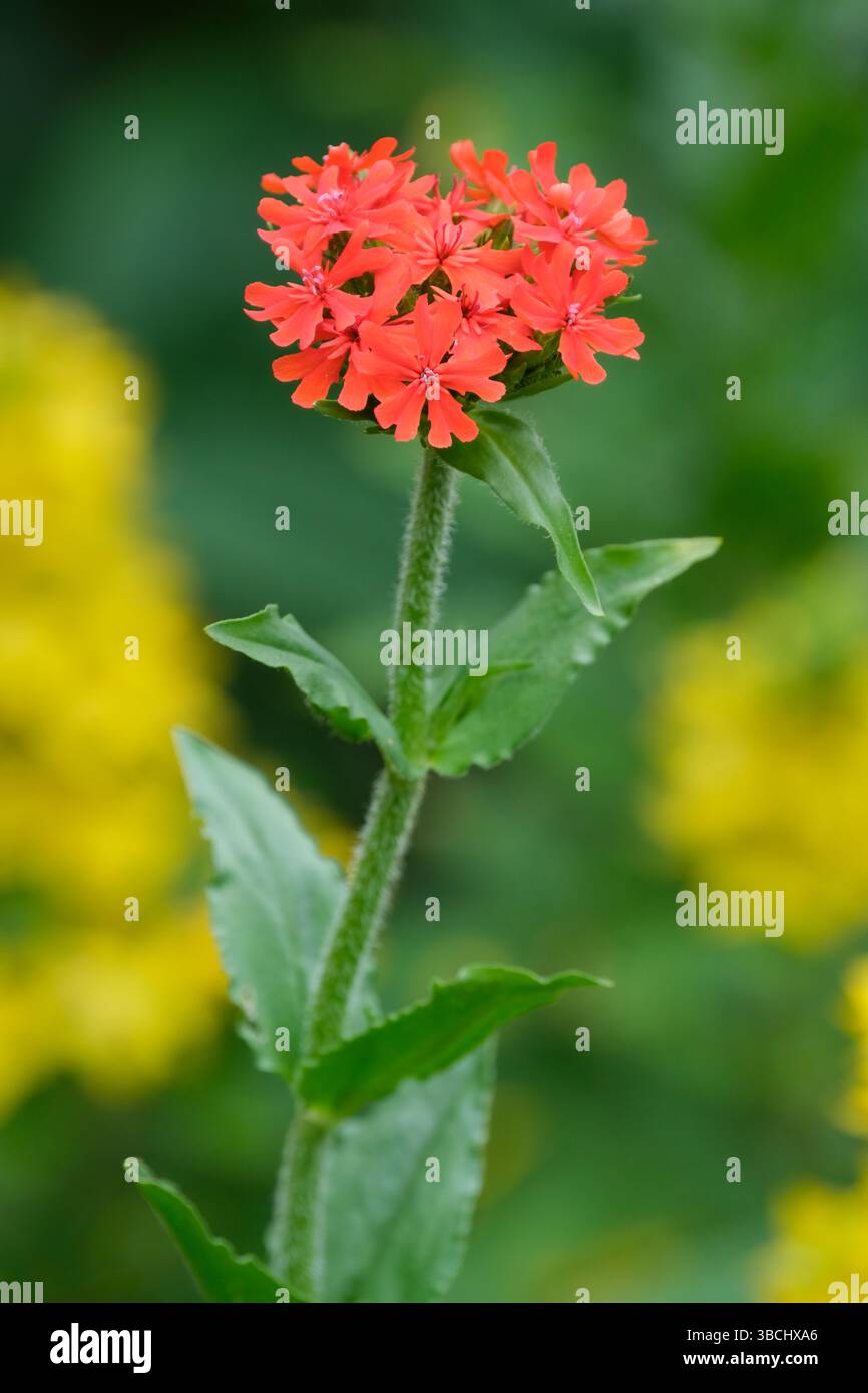 Silene chalcedonica, croix maltaise, rose commune campion, fleurs rouge vif dans des têtes compactes et bombées Banque D'Images