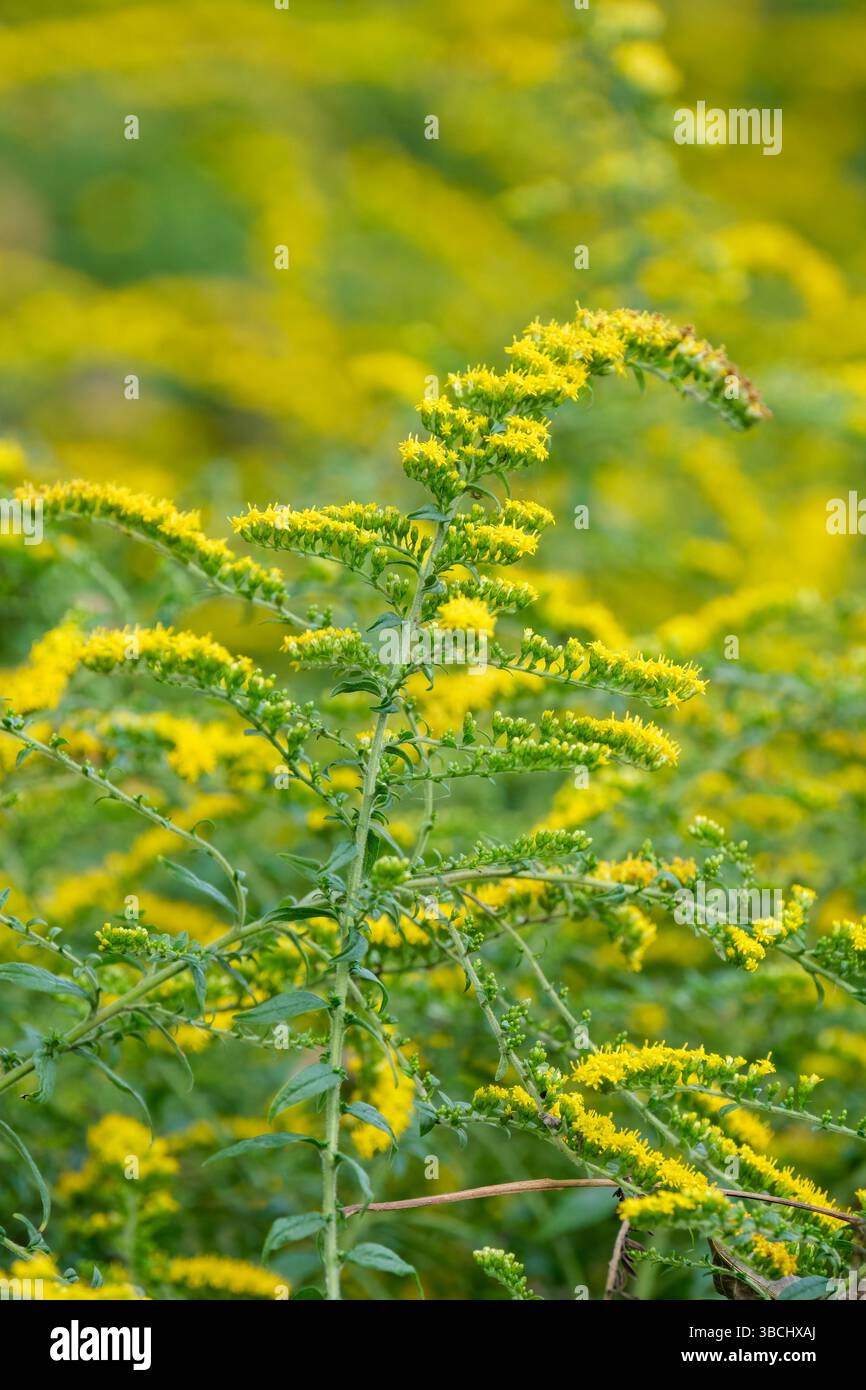 Feux d'artifice Solidago rugosa, feux d'artifice Goldenrod, pulvérisations de petites fleurs jaunes, début de l'automne / fin de l'été Banque D'Images