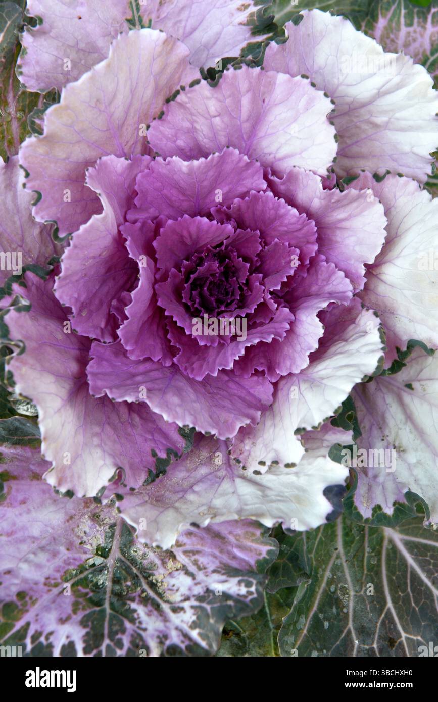 Chou ornemental violet, Japon, Asie. Banque D'Images