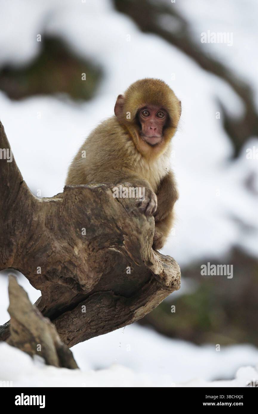 Singe des neiges dans le parc national de Jigokudani, Nagano, Japon, Asie. Banque D'Images