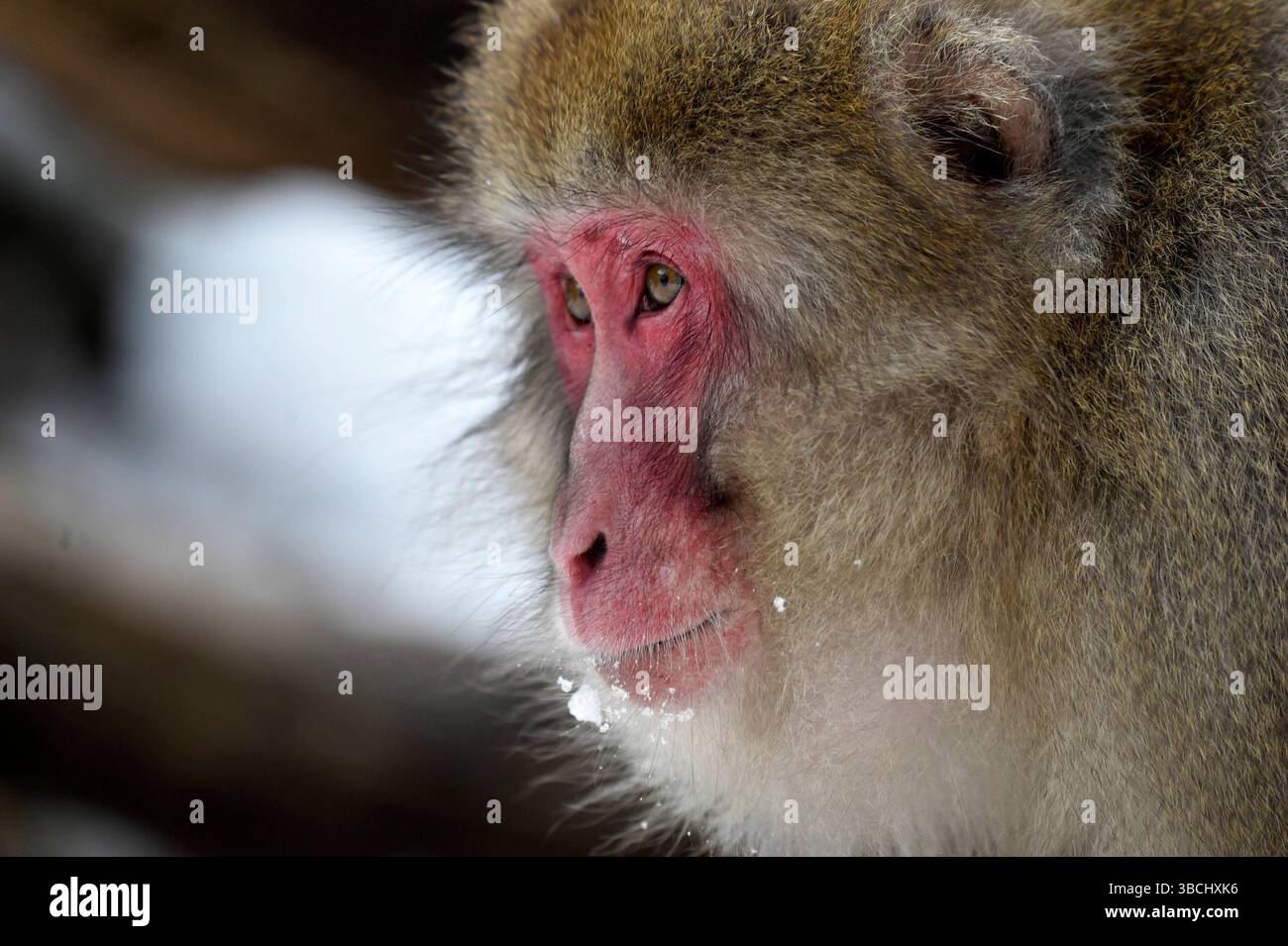 Singe des neiges dans le parc national de Jigokudani, Nagano, Japon, Asie. Banque D'Images