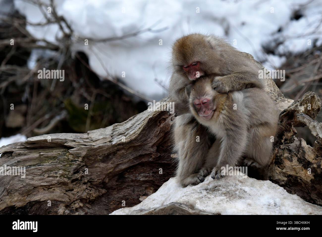 Singe des neiges dans le parc national de Jigokudani, Nagano, Japon, Asie. Banque D'Images