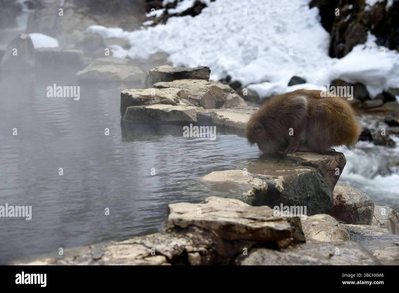 Singe des neiges dans le parc national de Jigokudani, Nagano, Japon, Asie. Banque D'Images