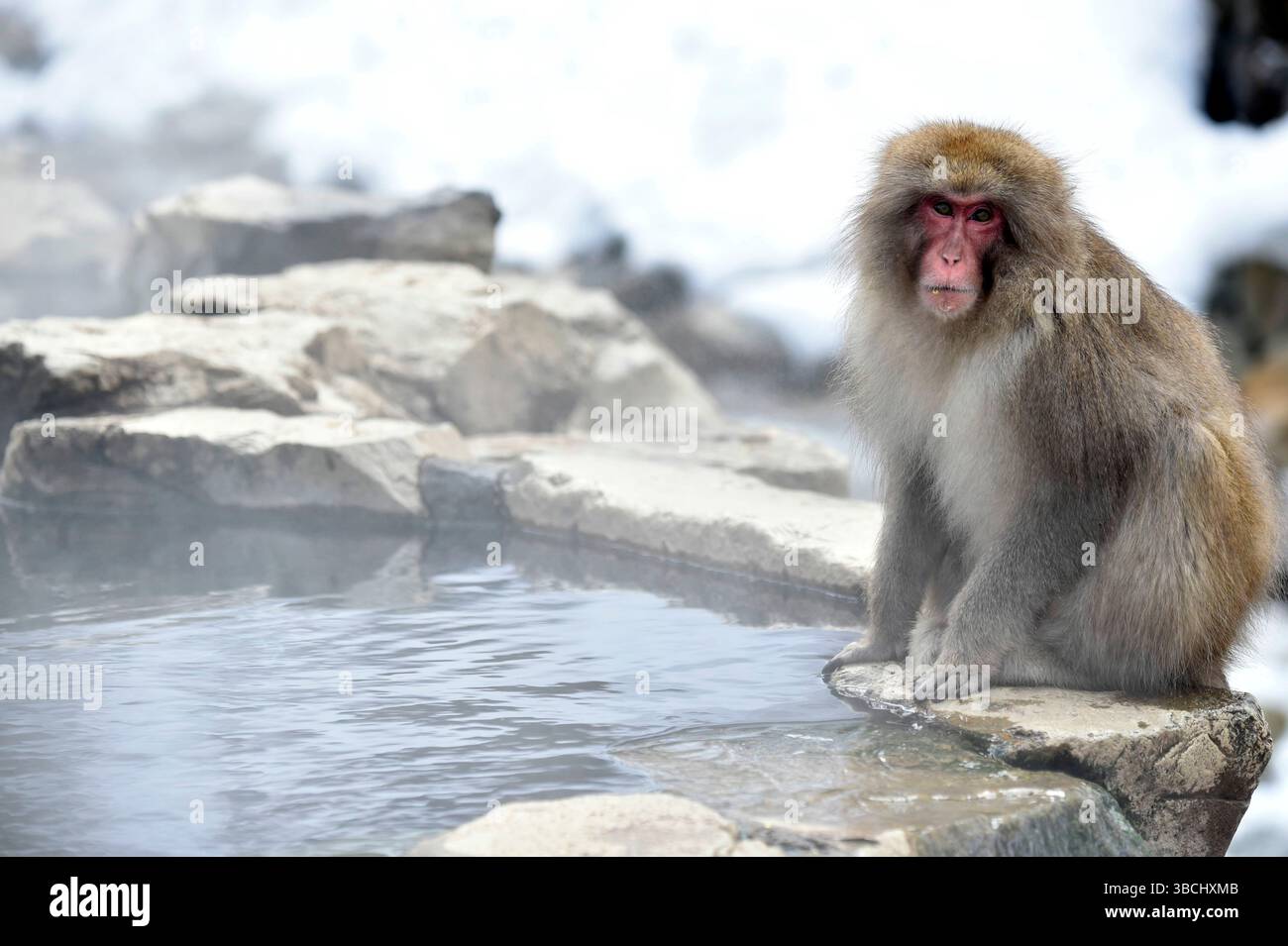 Singe des neiges dans le parc national de Jigokudani, Nagano, Japon, Asie. Banque D'Images