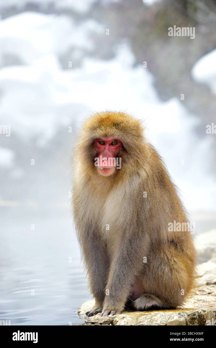 Singe des neiges dans le parc national de Jigokudani, Nagano, Japon, Asie. Banque D'Images