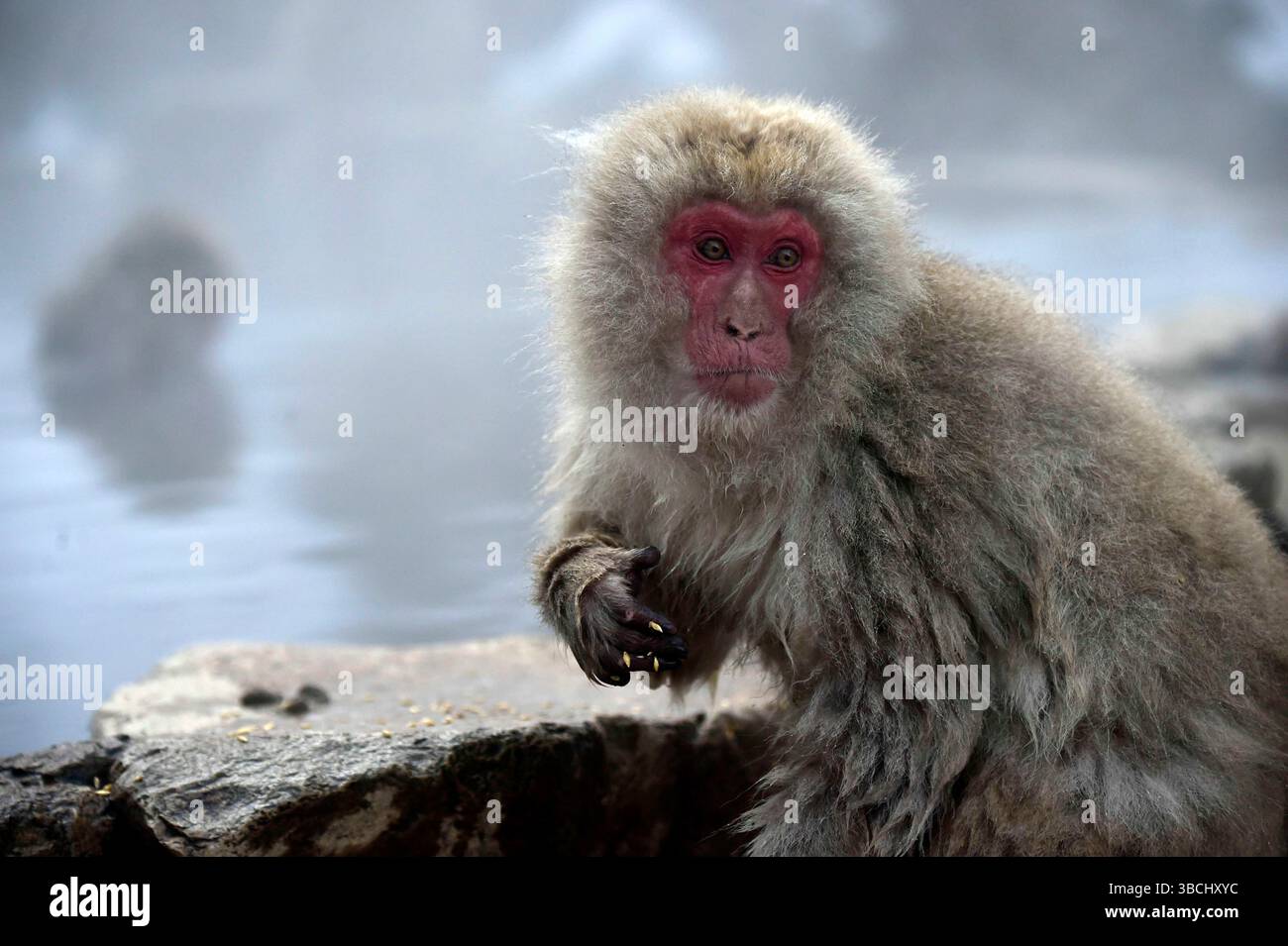 Singes des neiges dans Jigokudani Park, Yudanaka, Nagano, Japon, Asie. Banque D'Images