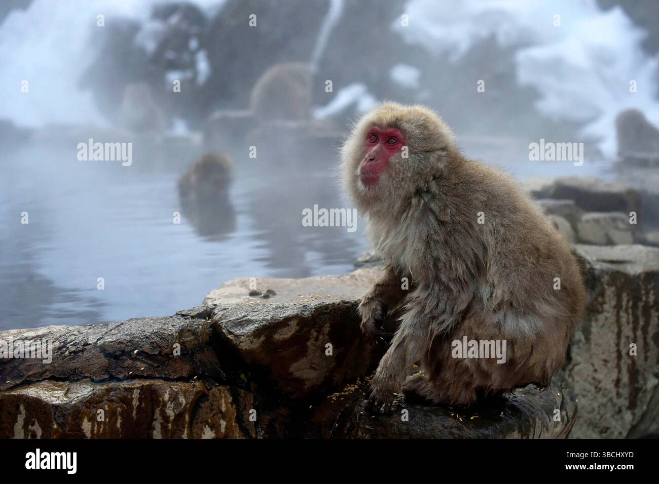 Singes des neiges dans Jigokudani Park, Yudanaka, Nagano, Japon, Asie. Banque D'Images