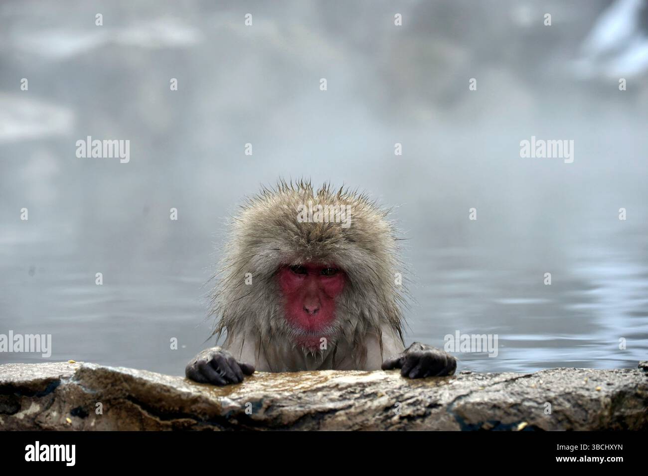 Singes des neiges dans Jigokudani Park, Yudanaka, Nagano, Japon, Asie. Banque D'Images
