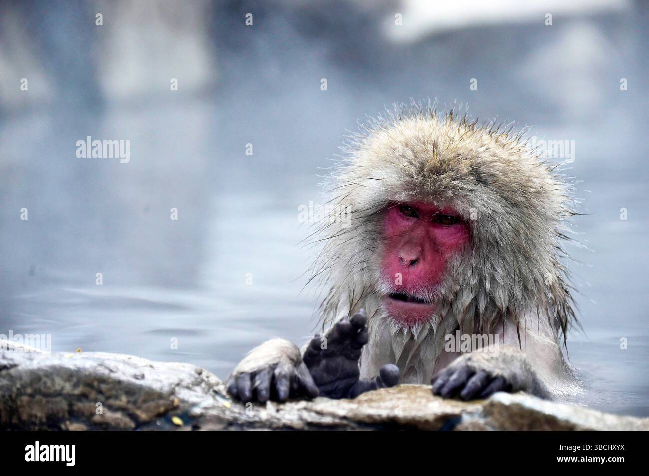 Singes des neiges dans Jigokudani Park, Yudanaka, Nagano, Japon, Asie. Banque D'Images