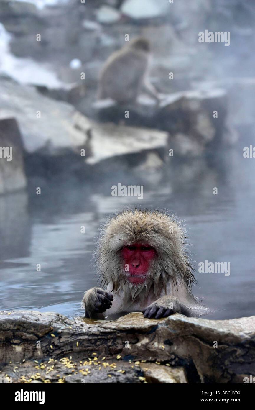 Singes des neiges dans Jigokudani Park, Yudanaka, Nagano, Japon, Asie. Banque D'Images