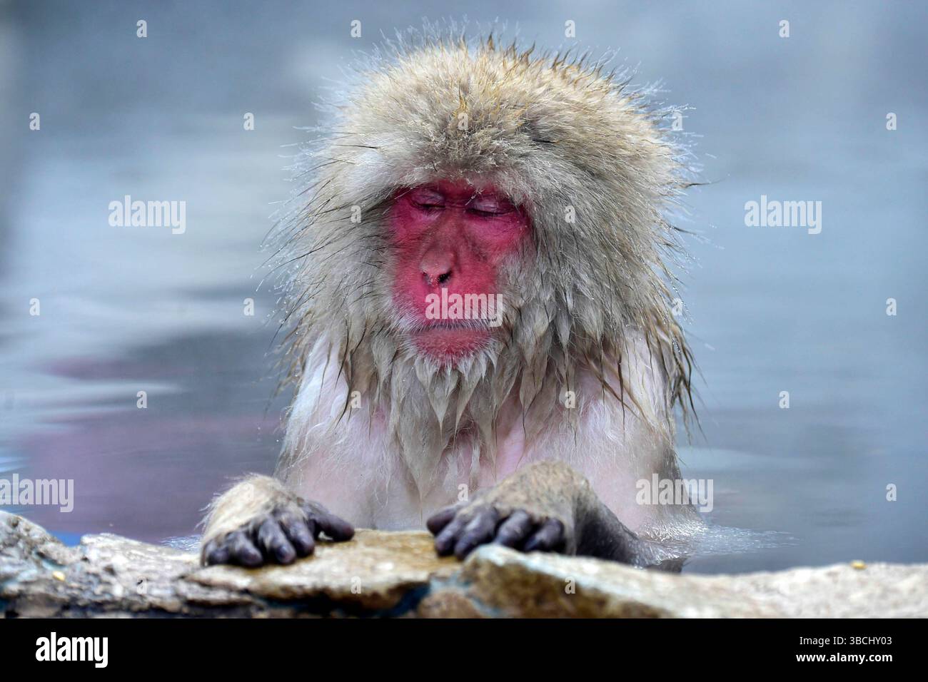 Singes des neiges dans Jigokudani Park, Yudanaka, Nagano, Japon, Asie. Banque D'Images