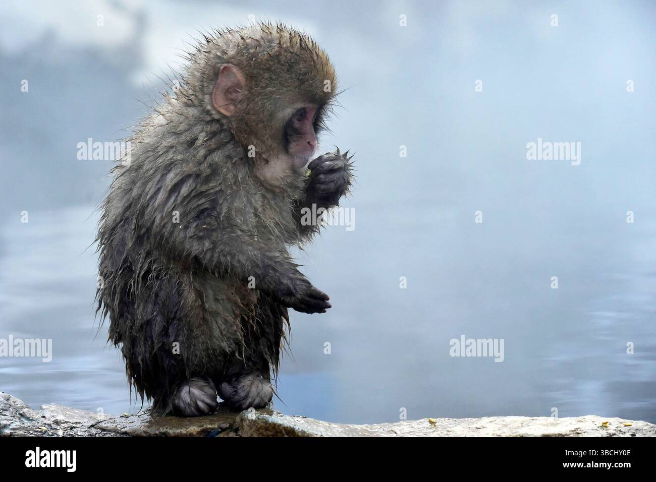 Singes des neiges dans Jigokudani Park, Yudanaka, Nagano, Japon, Asie. Banque D'Images