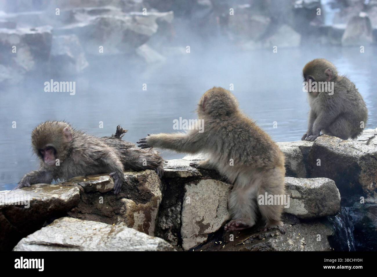 Singes des neiges dans Jigokudani Park, Yudanaka, Nagano, Japon, Asie. Banque D'Images